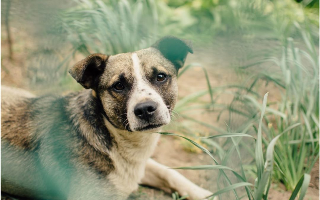 Embrace the Season of Giving Back: How to Help Less Fortunate Pets