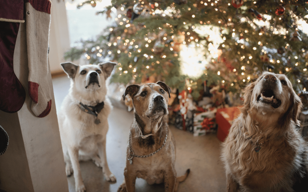 Holiday Safety Issues: Christmas Trees and Pets