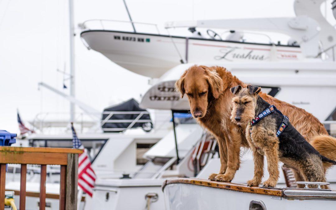 Keeping Your Pet Safe This Summer by Following These Lake Safety Tips