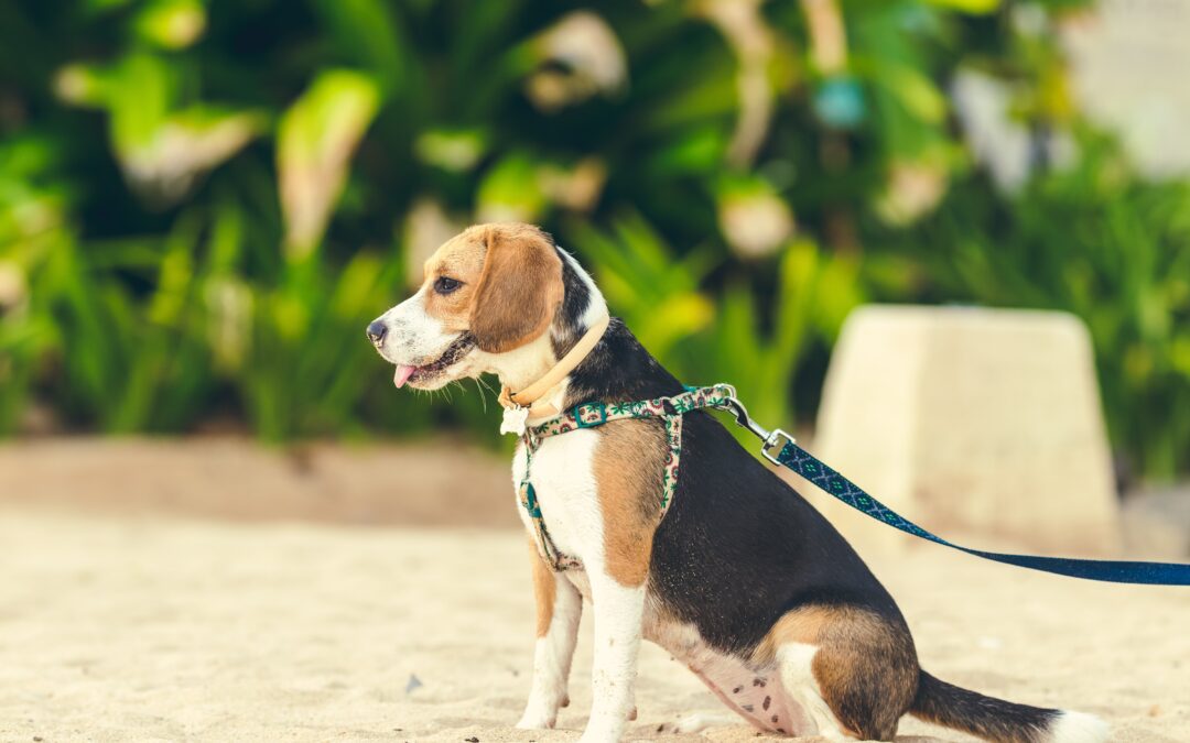 How to Stroll Your Puppy Safely While Avoiding Pet Hazards
