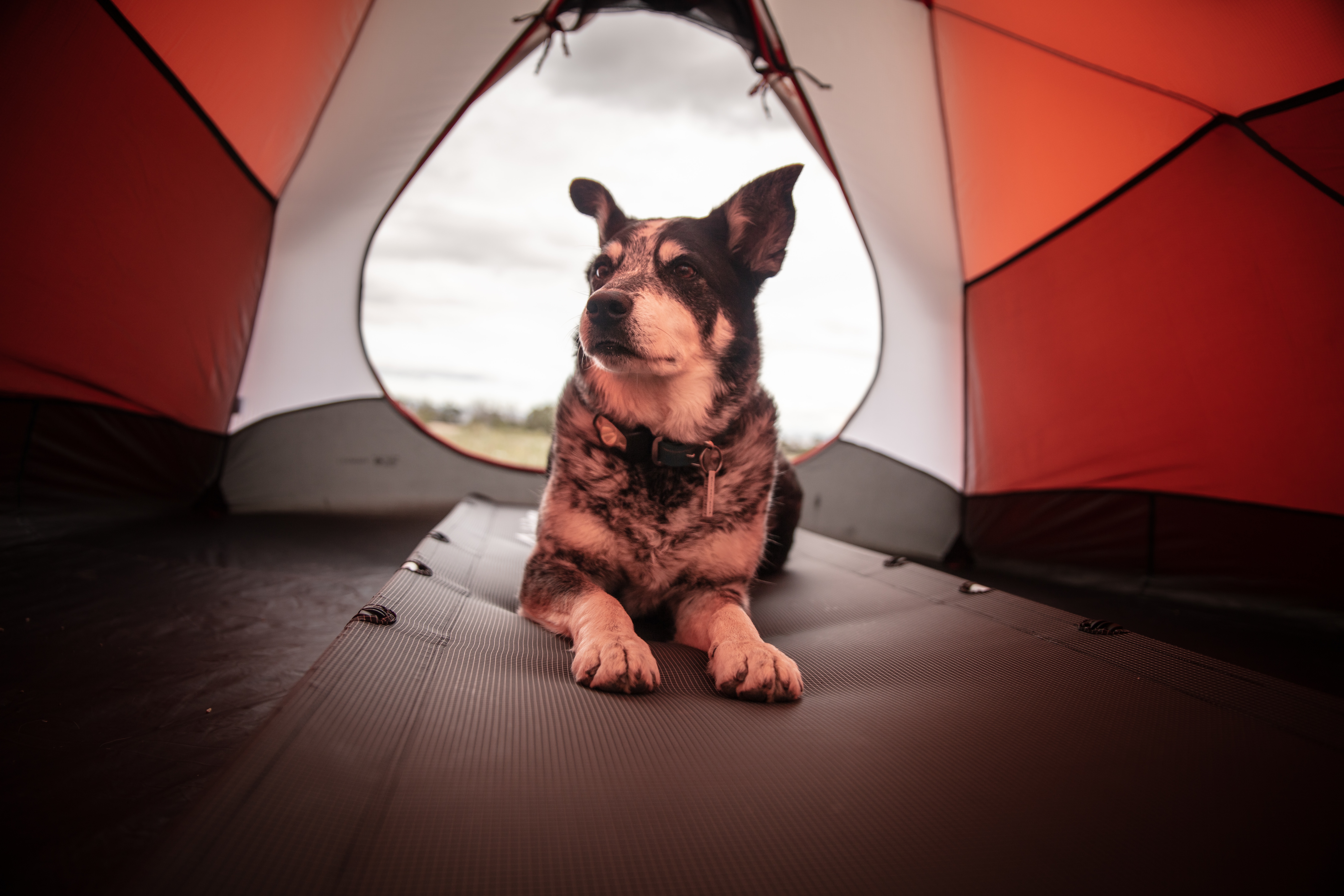 Camping Tips for Pet Owners