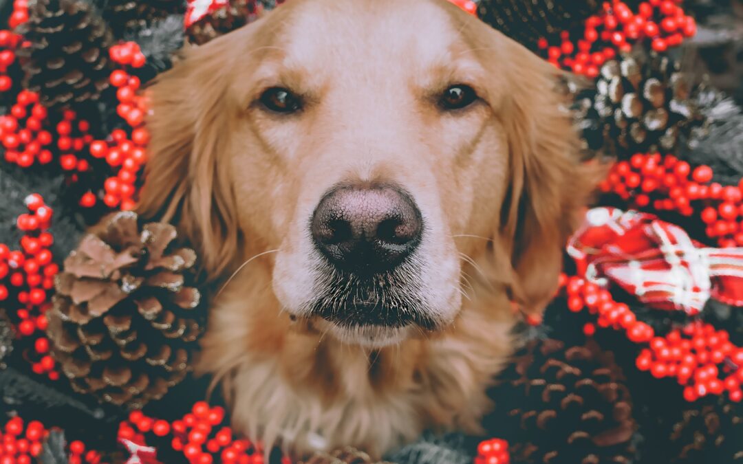 old golden retriever surrounded by berries and pinecones