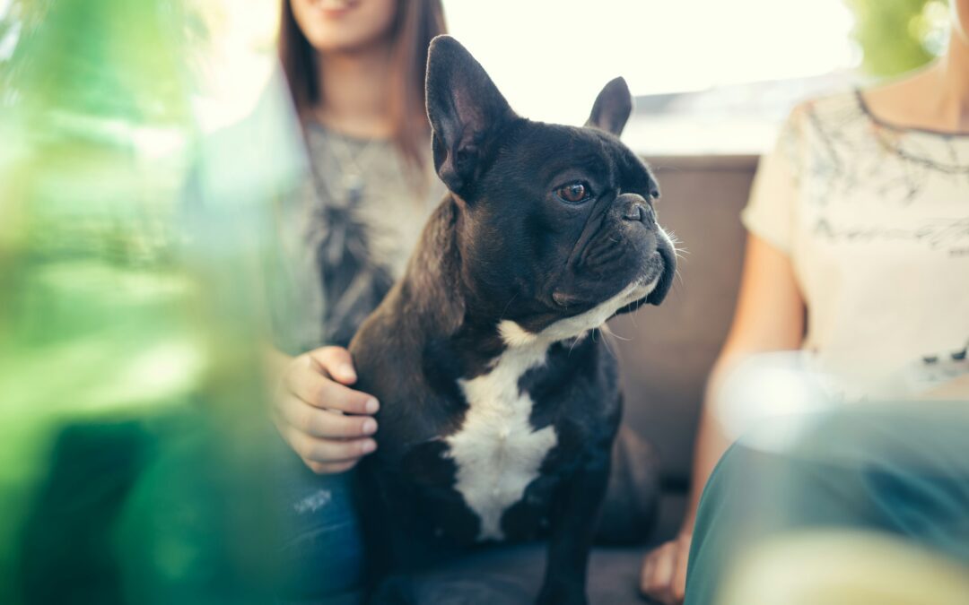 French bulldog sitting on its owner’s lap