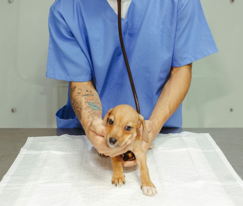 Medical Services header